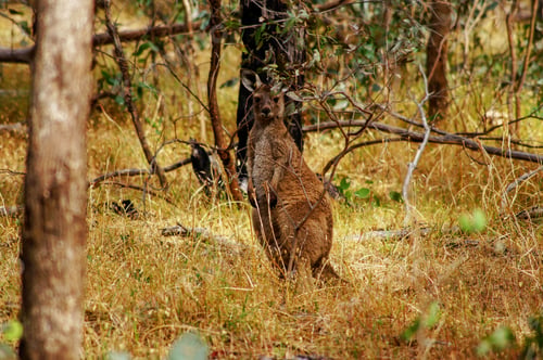 Preview: Kangaroo in the Australian forest