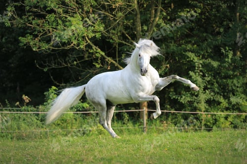Preview: Athletic white horse in mid-air jump, framed against a tranquil countryside.