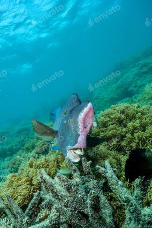 Preview: bumphead parrot fish in the great barrier reef