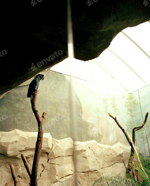 Preview: Parrot in a zoo