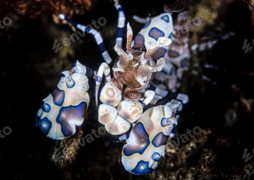 Preview: Colorful lobster under the water