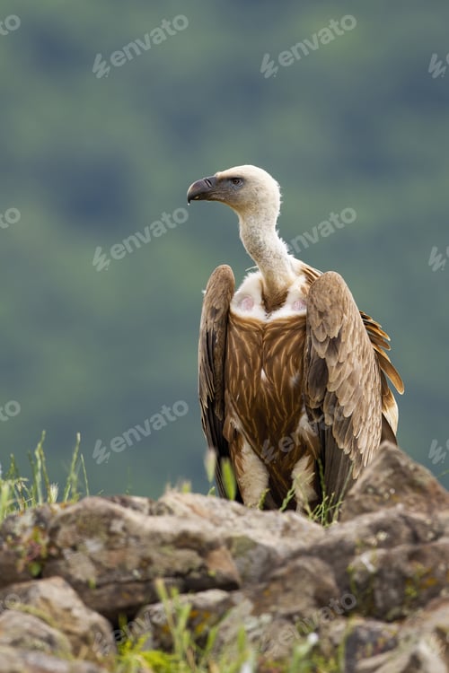 Preview: Alert griffon vulture sitting on a rocky horizon in summer mountains