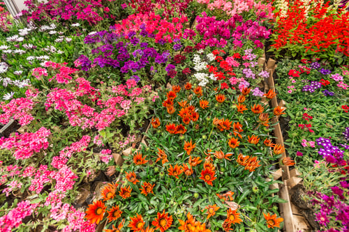 Preview: Flowers in pots at the market. Flower market, shop on a city street. Gardening.