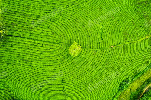 Preview: Long Coc tea hill in agricultural field on highland in countryside