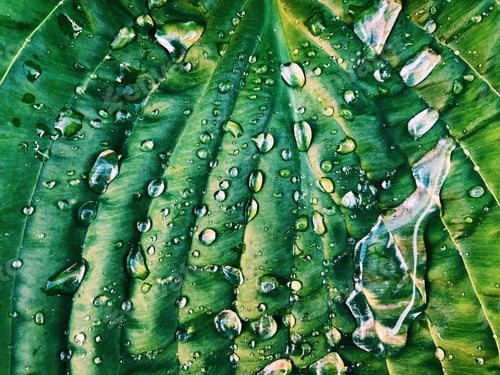Preview: Green leaves and rain drops