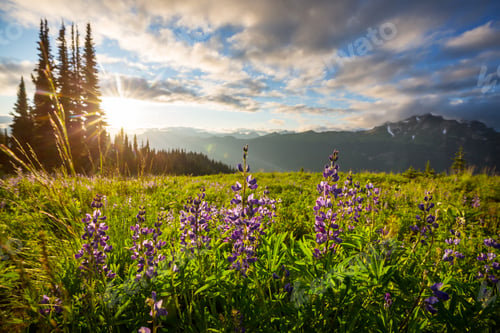 Preview: Mountains meadow