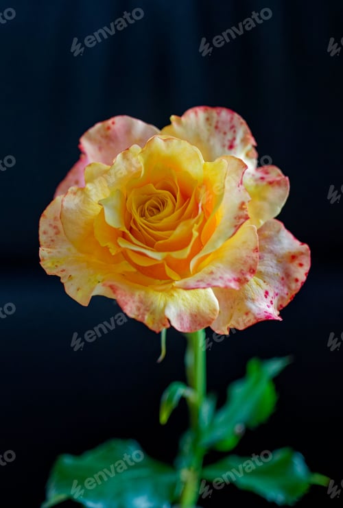 Preview: Close-up of a beautiful yellow and pink rose with a dark background.