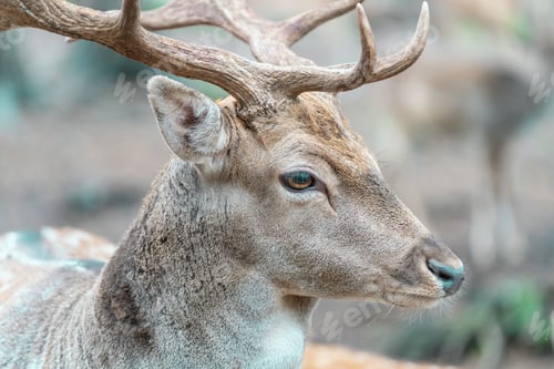 Preview: Selective focus shot of a beautiful deer in the forest