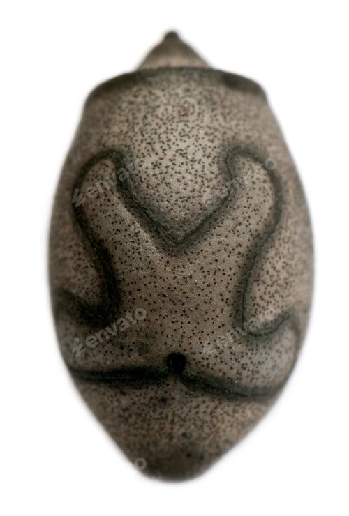 Preview: Egg of Haaniella muelleri, stick insects, phasmatodea, against white background