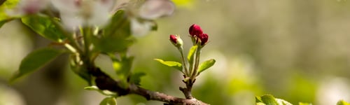 Preview: banner Red buds of a columnar apple tree in close-up. Blurred background