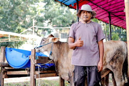 Preview: Asian Cattle Farmer Giving a Thumb Up in a Cowshed