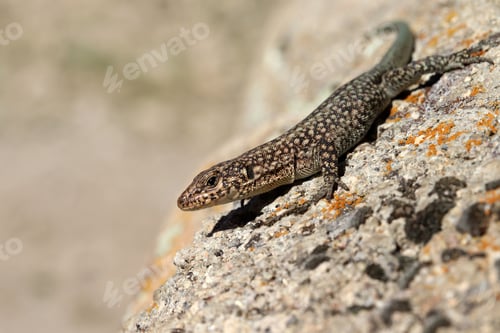 Preview: wall lizard on a rock