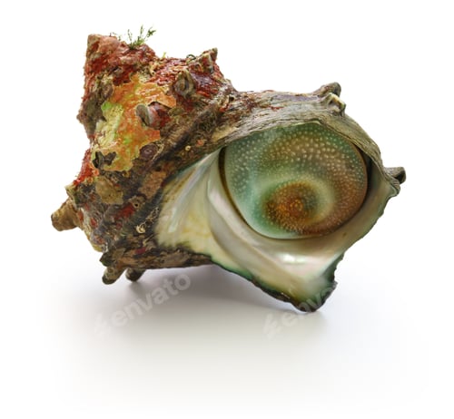 Preview: sazae , japanese horned turban shell