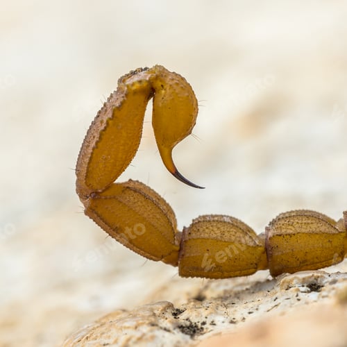 Preview: Scorpion sting close up