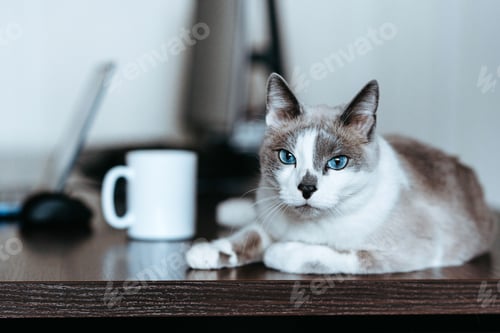Preview: Shorthair gray cat with blue eyes. A cute cat lies on a computer desk while the owner works on a lap