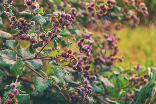 Preview: burdocks grow in the garden. Selective focus.