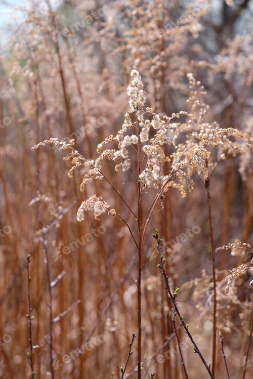 Preview: A dry inflorescence of wood small-reed , Calamagrostis epigejos, growing in the forest.