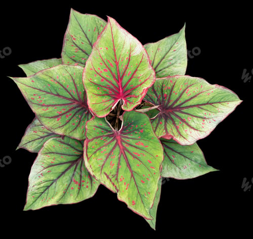 Preview: Beautiful colorful caladium on Black background isolate with clipping path. Queen