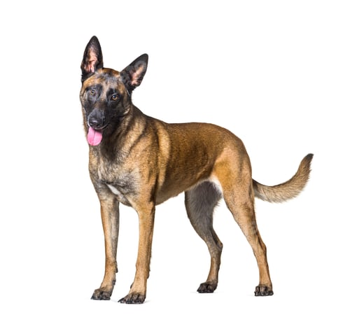 Preview: Side view of a panting Standing Malinois dog looking at the camera, Isolated on white