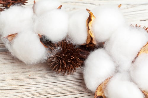 Preview: Branch with cotton flowers on wooden background