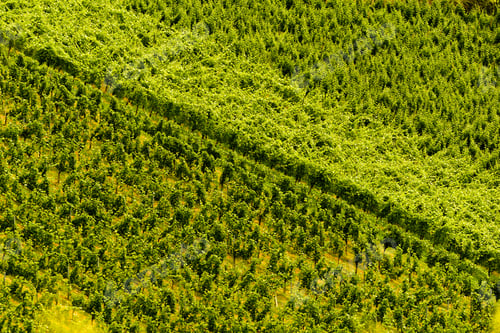 Preview: Grapes plantation green rows pattern
