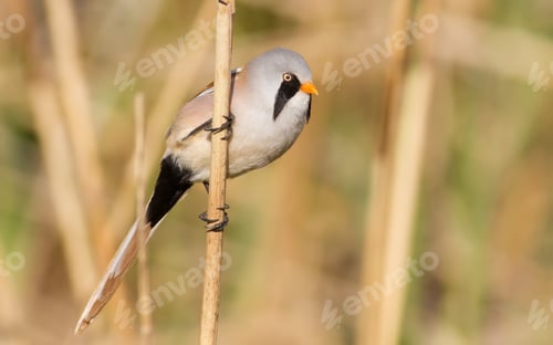 Preview: Bearded tit, panurus biarmicus. Male bird clings to reed stalk
