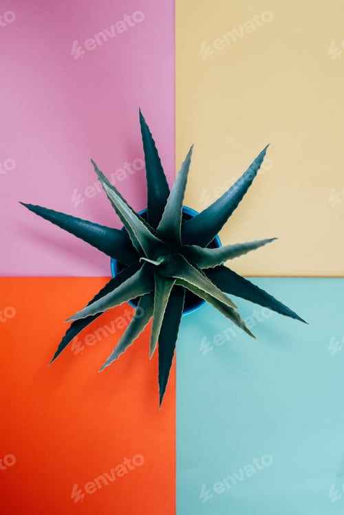 Preview: Aloe vera plant in a multicolor background