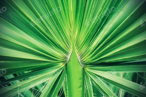 Preview: Green tropical palm leaf texture