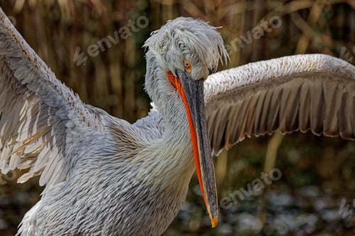 Preview: Close-up of a pelican with wide-open wings