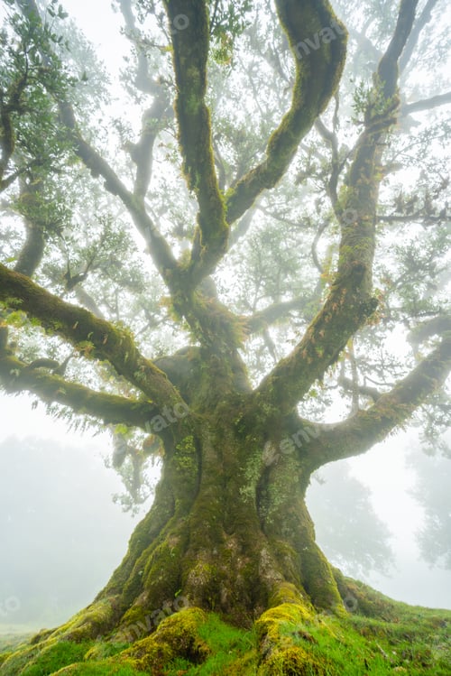 Preview: Fanal forest , old mystical tree in Madeira island, Unesco