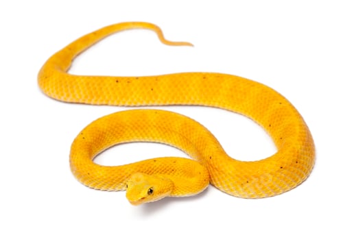 Preview: Yellow Eyelash Viper - Bothriechis schlegelii, poisonous, white background