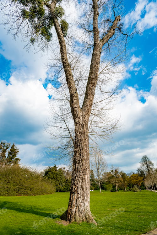 Preview: A Single Tree Standing Alone with Blue Sky and Grass.