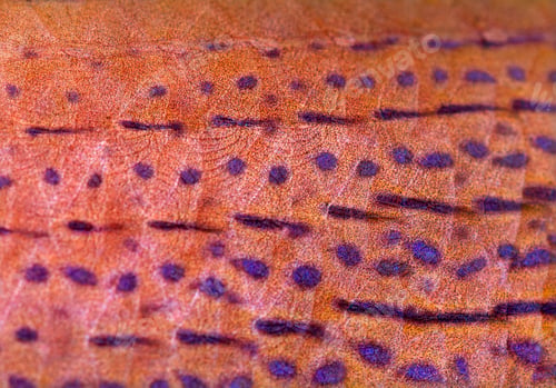 Preview: Biological abstract pattern of orange purple dots