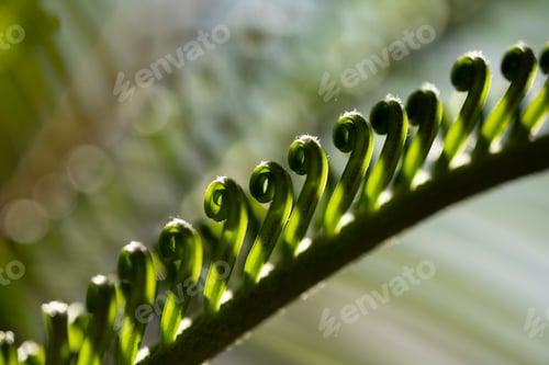 Preview: close-up of cycad leaves in the background