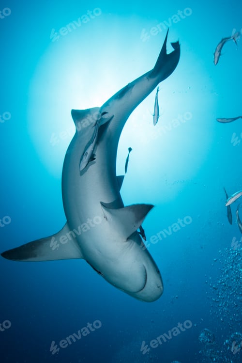 Preview: Bull shark (Carcharhinus leucas), surrounded by small fish, underwater view, Playa del Carmen,