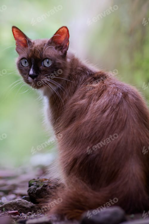 Preview: cat