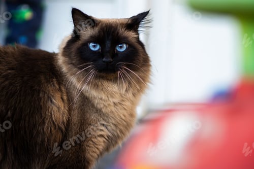 Preview: Closeup shot of a Himalayan cat staring at the camera