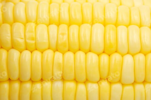 Preview: Close up Raw corn kernels in rows.