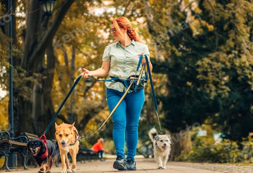 Preview: Female dog walker with dogs enjoying in city park.