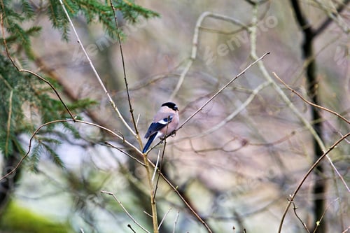 Preview: Bird perched on a branch in a forest.
