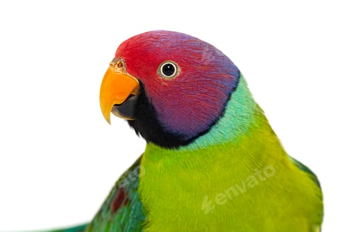 Preview: close-up on a head of Male Plum-Headed parakeet - Psittacula cya