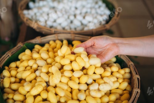 Preview: Close-Up View of Hand Touch with Silkworm Cocoons. The Natural Source of Luxurious Silk.