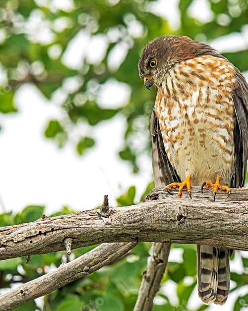 Preview: A Beautiful and Breathtaking wildlife in the World