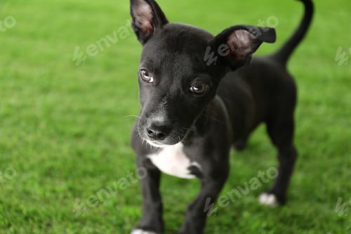 Preview: Cute little puppy on green grass. Baby animal