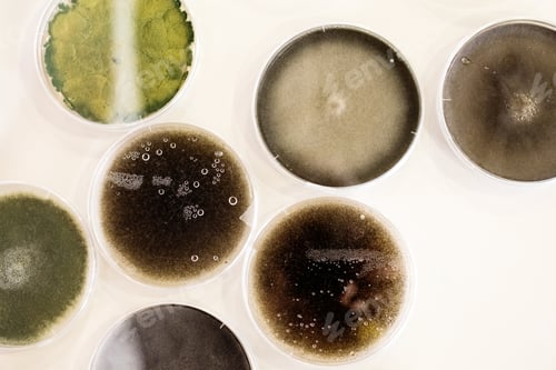 Preview: Culture of bacteria in petri dish