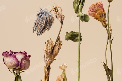 Preview: Dried flowers on a beige background