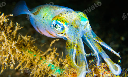 Preview: Reef Squid, Sulawesi