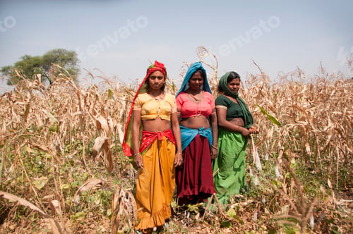 Preview: Indigenous woman harvest corn in corn field, India.