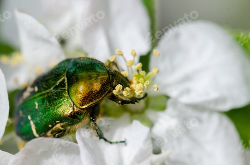 Preview: Macro shot of a green beetle on an apple blossom.