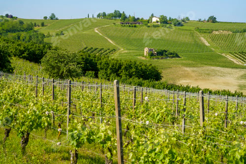 Preview: Vineyards of Monferrato near Nizza at springtime